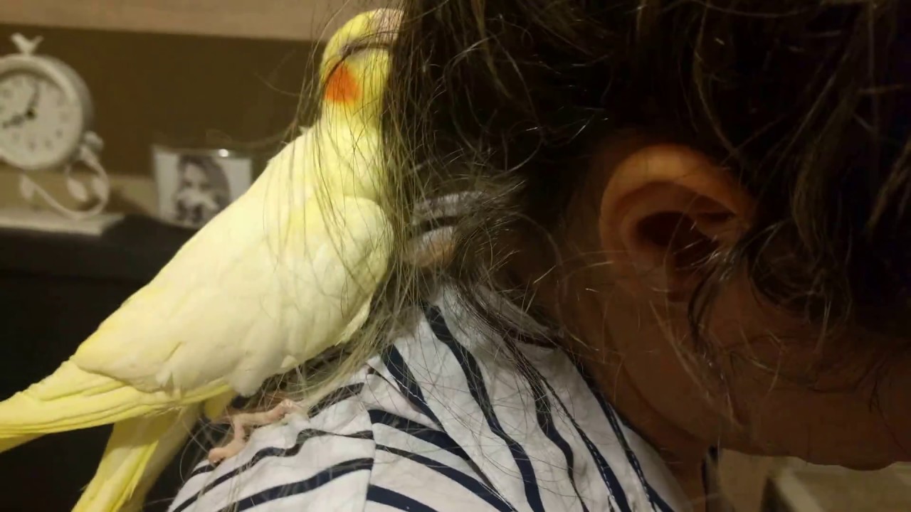 Cockatiel fighting with hair