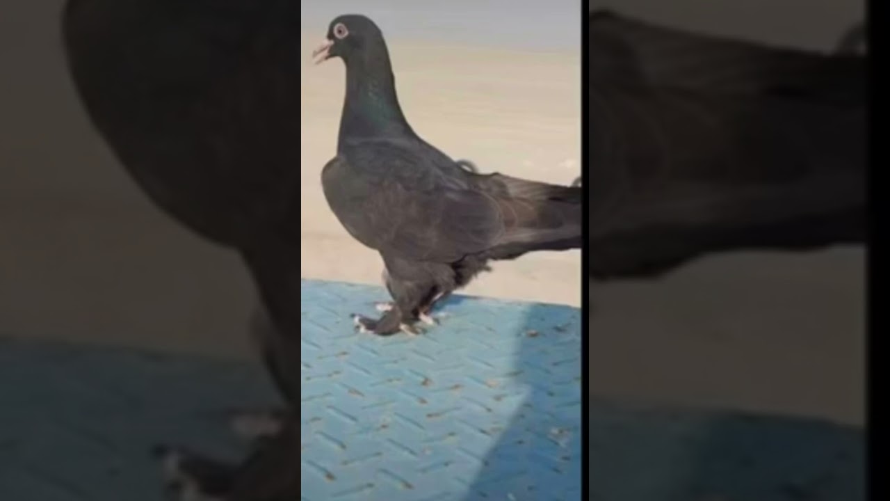حمام لوت سلالات الحمام القديمه والتهجين 