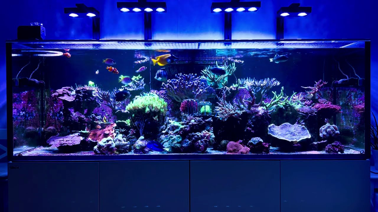 At Last Relax & Unwind | CLOSED REEF SYSTEM 5.5 YEARS No Water Changes