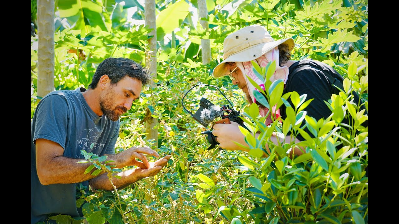 Tropical Plant Medicine 101