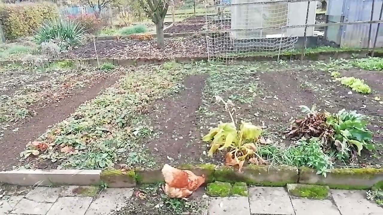 Gartenschau vom November 2024