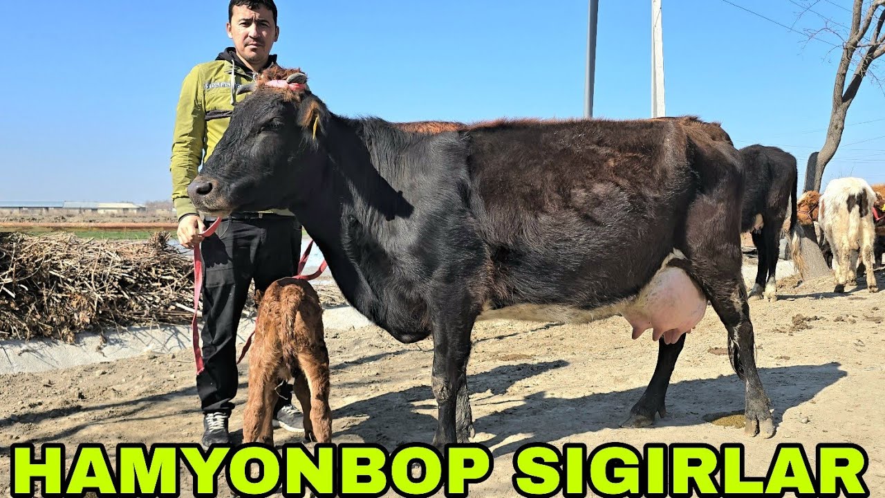 Hikmat akadan yangi partiya ona bola bo'g'oz va mari sigirlar 27 февраля 2026 г.
