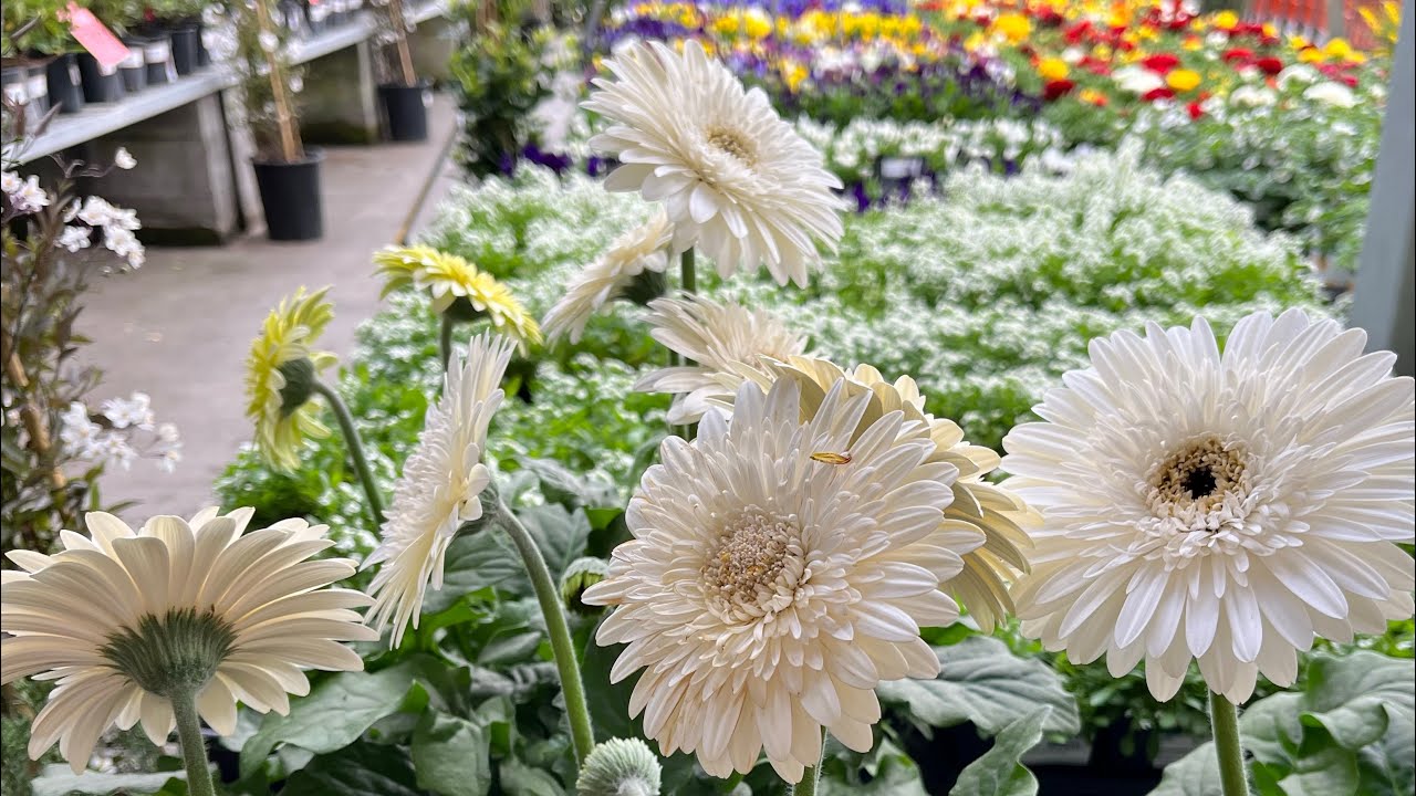 Valentine’s Day at Garden Centers | Lowe’s, Home Depot & Flowers at Safeway | Leaf and Designs 