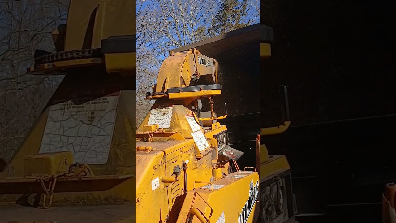Bandit 15xp chipping a whole pine tree