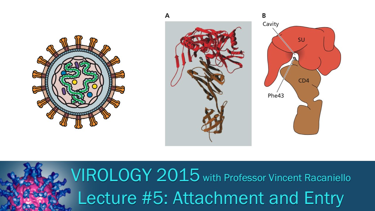 Virology 2015 Lecture #5: Attachment and Entry