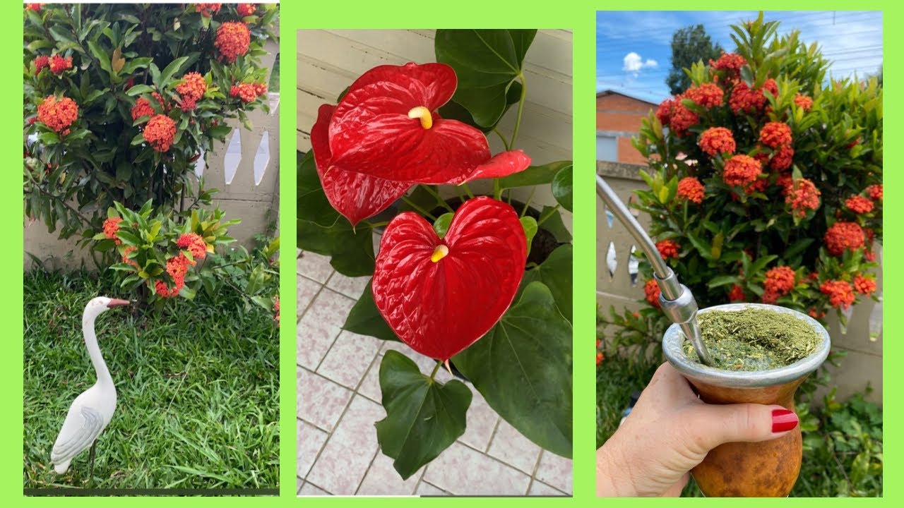 Tudo Lindo Demais-Jardim da Mãe e Quintal da Irmã. 