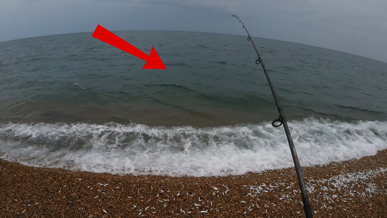 NATURES BOUNTY Ночная рыбалка на пляже Чесил в Эбботсбери с завтраком из скумбрии Catch & Cook