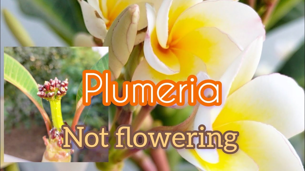 plumeria flowering tips #frangipani #plumeria  #gardenvlog #plant #vlogs_135