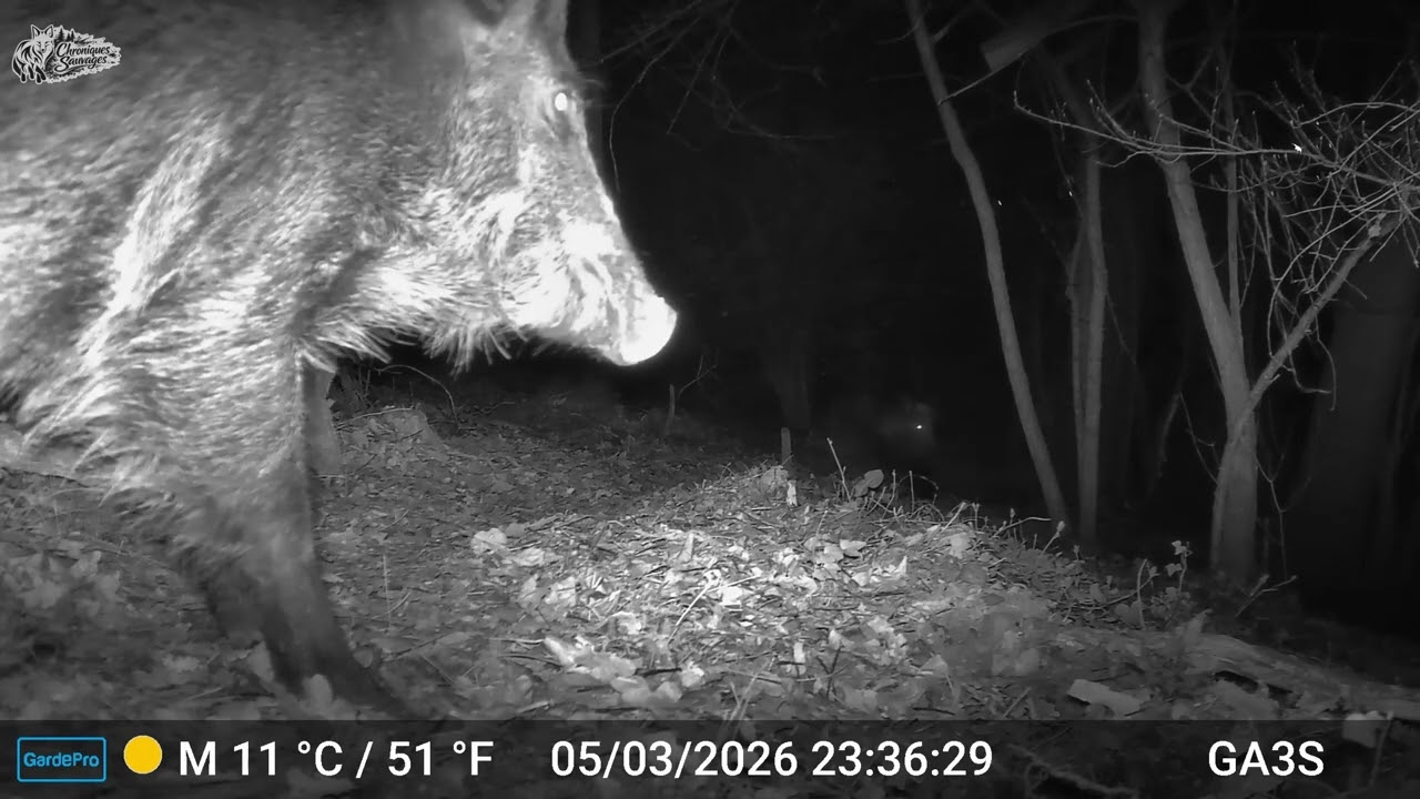 Un peu de tension chez les sangliers..
