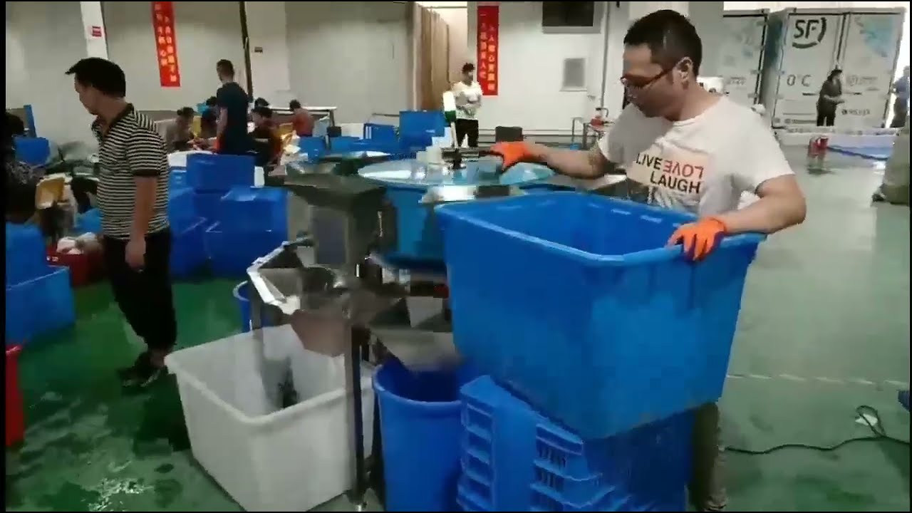 Lobster Weight Sorting Machine