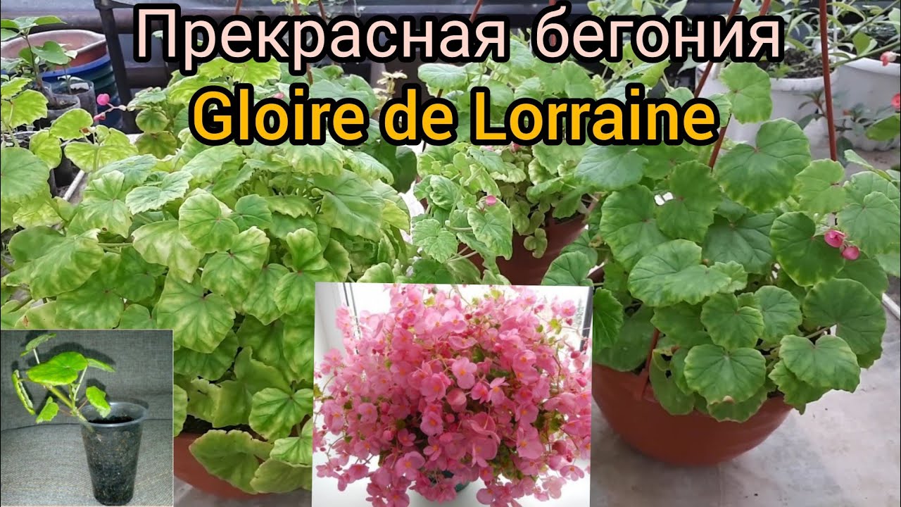Глуар де Лоррен. Продолжаю покорять эту бегонию!