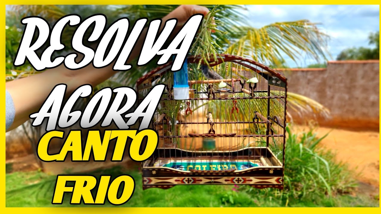 COMO ABRIR CANTO DO COLEIRO RAPIDO E FACIL ( 5 COISAS VALIOSAS )