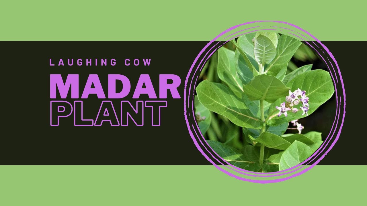 MADAR PLANT | BENEFITS | USES | RISK | DANGERS OF MADAR PLANT