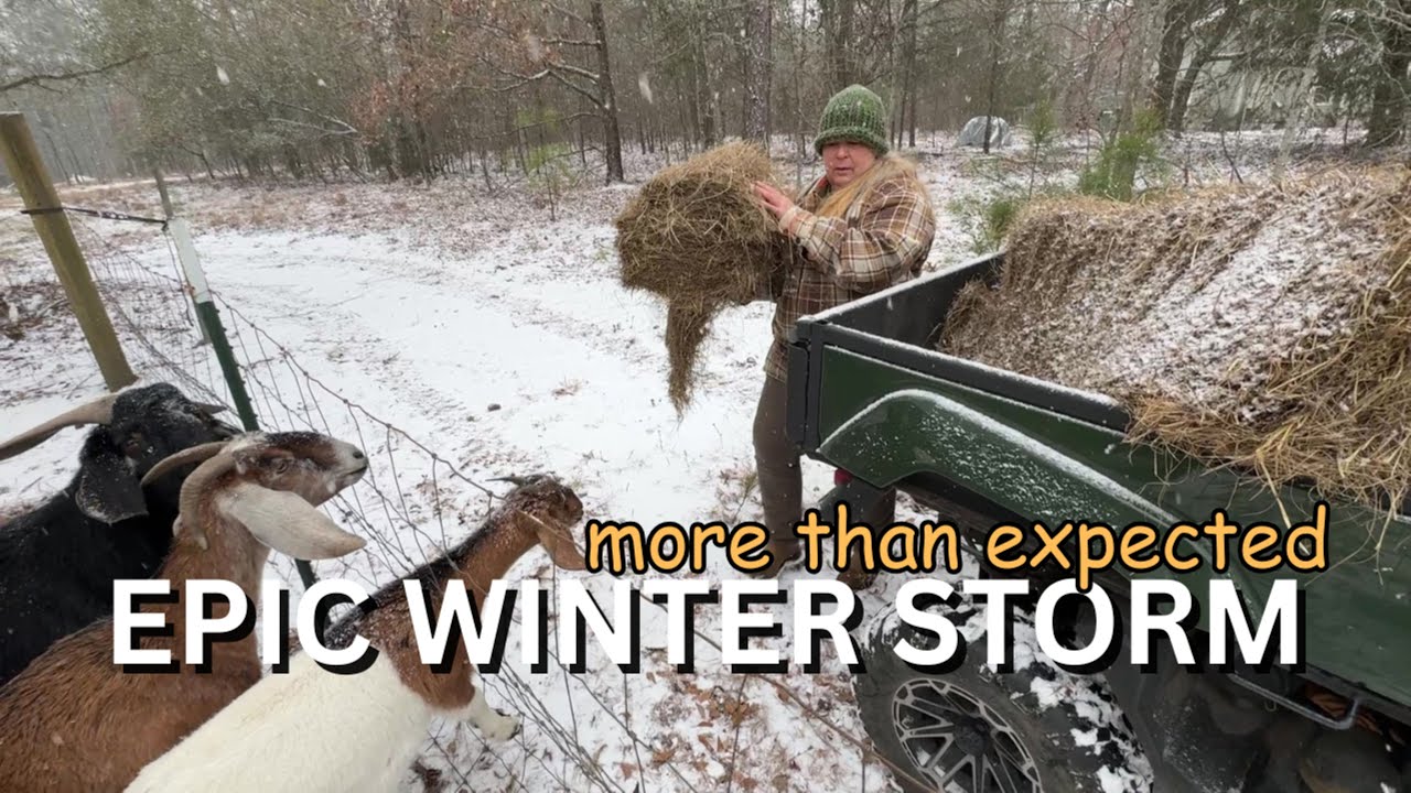EPIC WINTER STORM IN SC! 🥶 Can We Save Our Newborn Livestock from Freezing Temperatures?