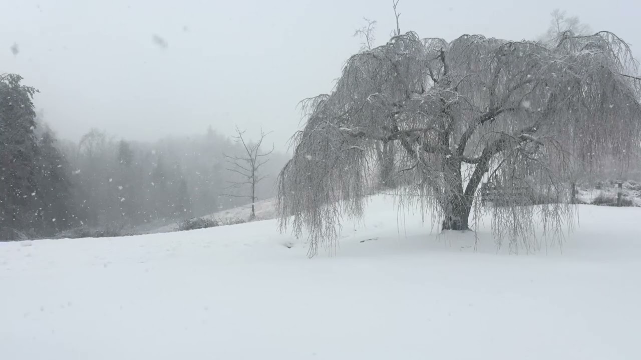 Snow ASMR❄️Wind+ Crunchy Steps-2 minutes of peace