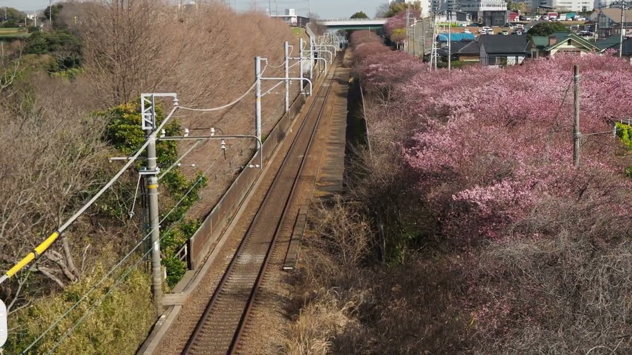 【4k】2026/2/6 第22回三浦海岸河津桜まつり第4回目 開花速報