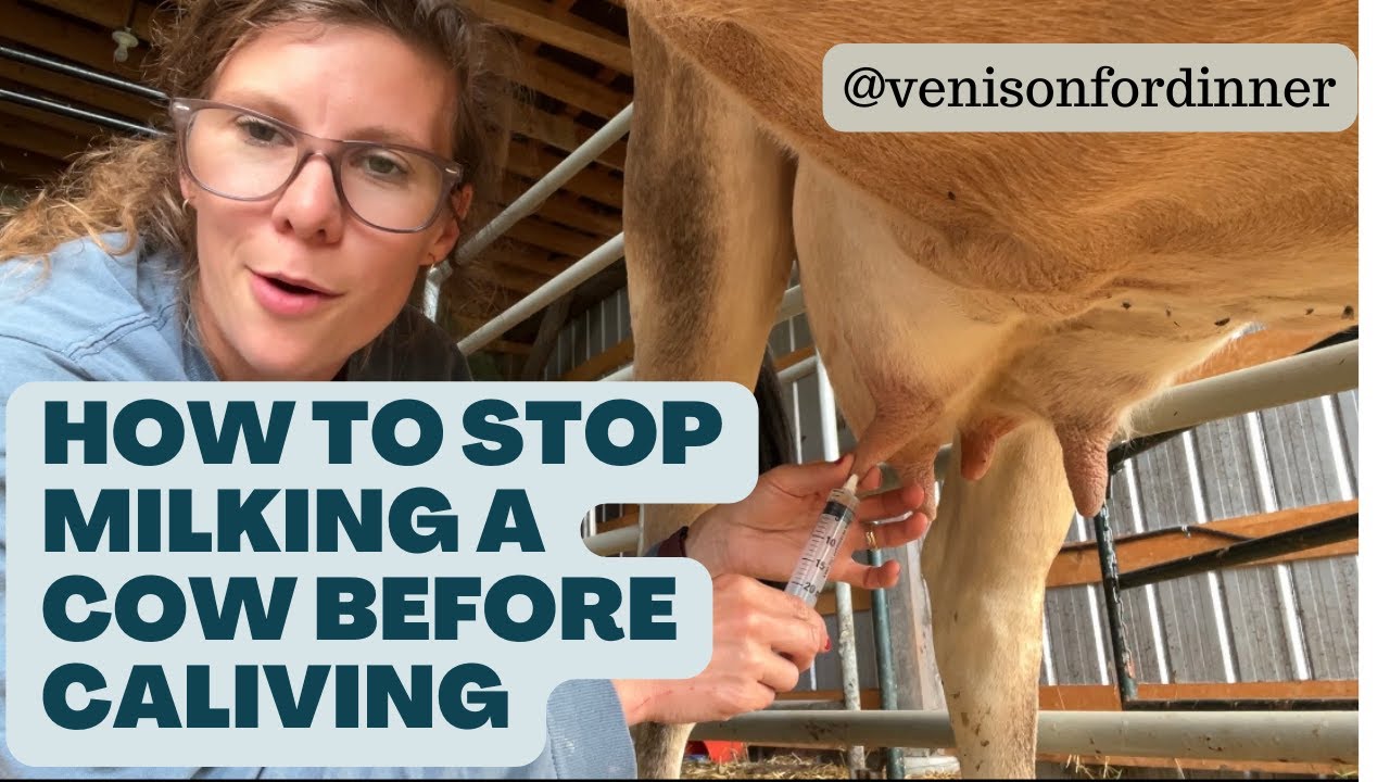 How Do I Stop Milking A Cow Before Calving?? {The whys, do not's and must do's of dry off for a cow)