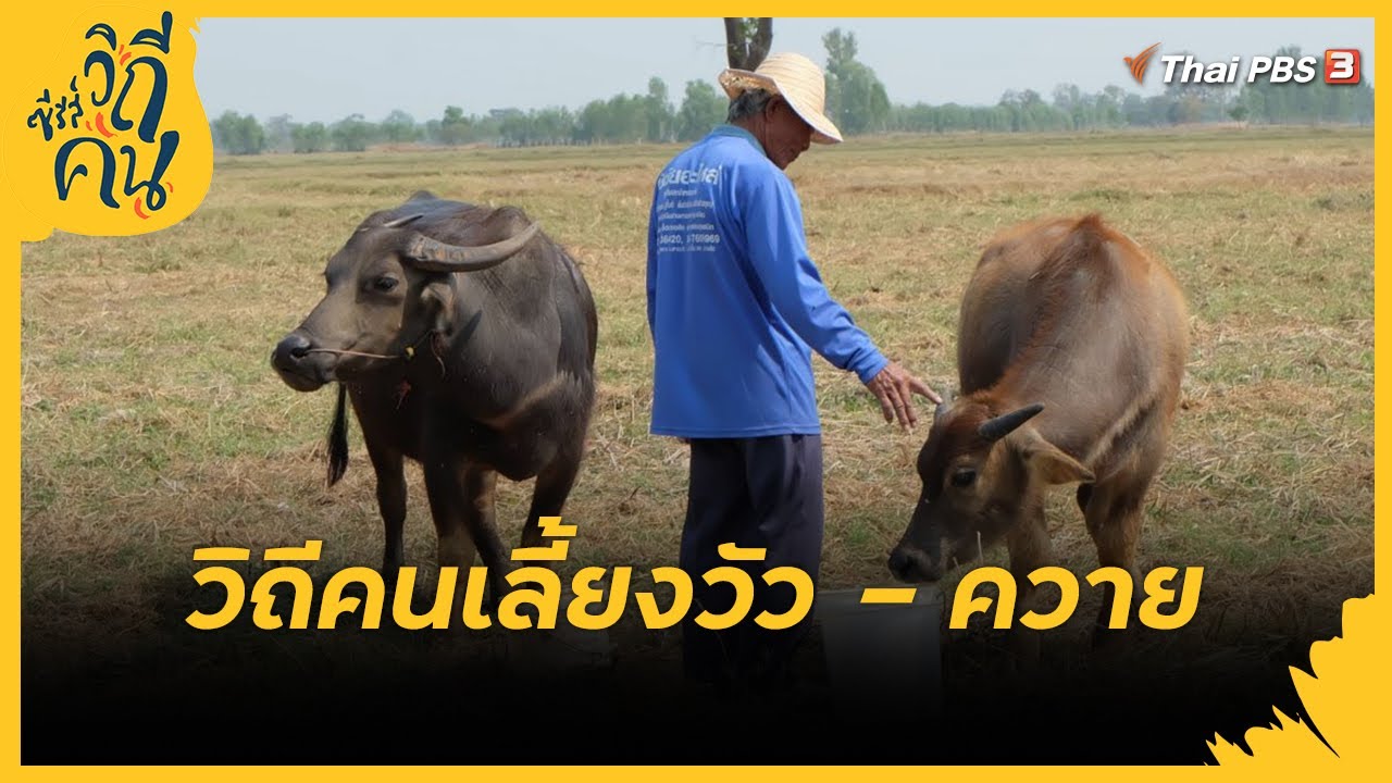 วิถีคนเลี้ยงวัว - ควาย | ซีรีส์วิถีคน