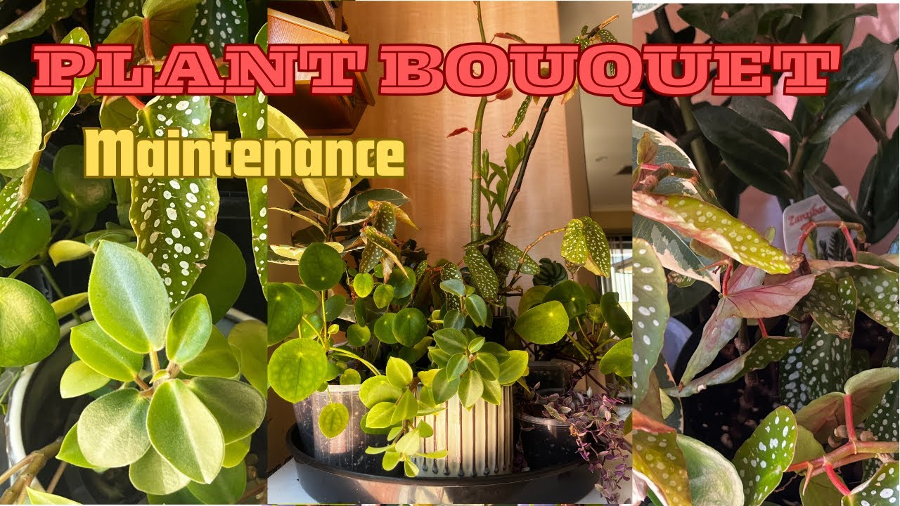 Plant Bouquet Maintenance - plant repots, trim and tidy 💐🩵🌿