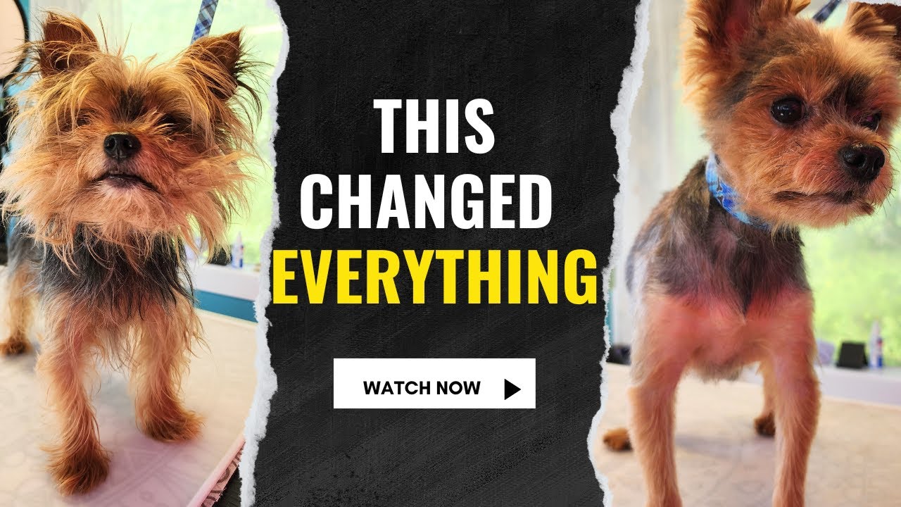 Yorkie TRANSFORMATION (Restoring Confidence and Charm)
