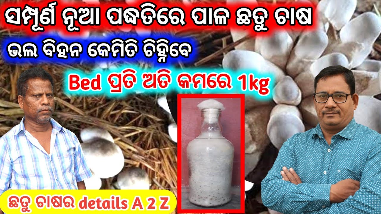 Mushroom Cultivation  ନୂଆ ପଦ୍ଧତି ରେ ପାଳ ଛତୁ ଚାଷ Bed ପ୍ରତି ଅତି କମ ରେ 1kg