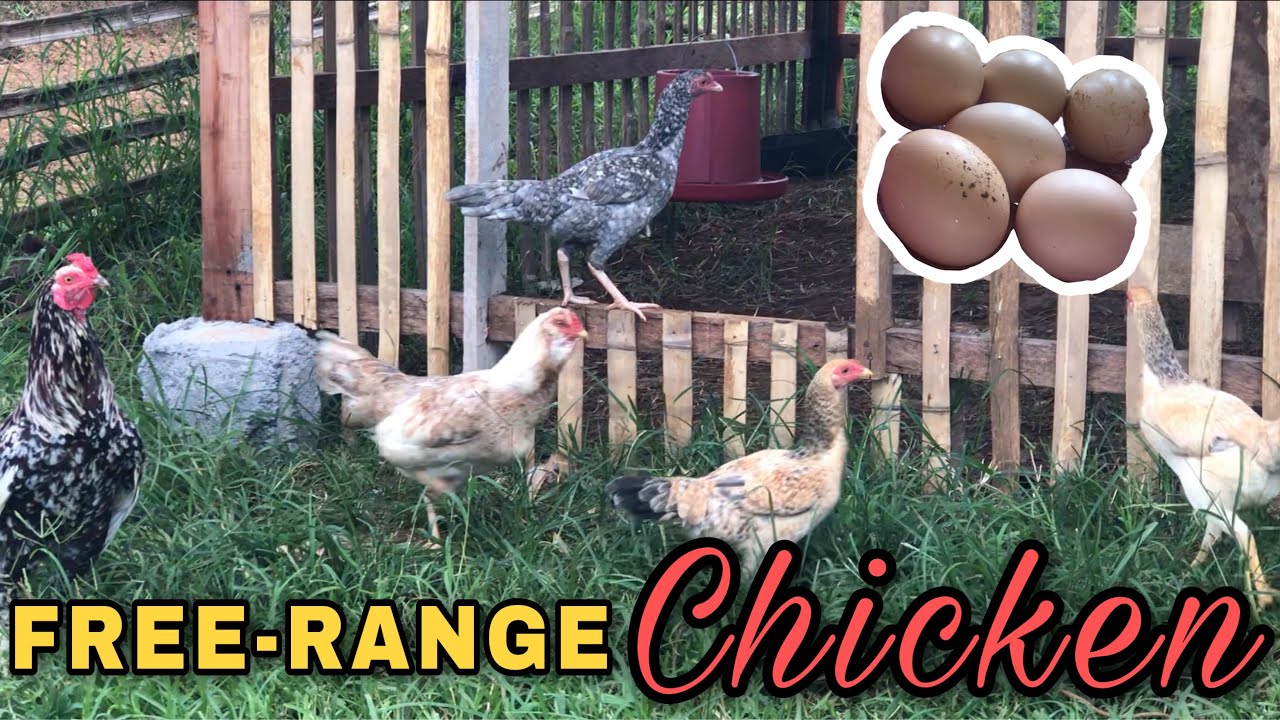 MALIIT BA ANG AREA MO? HINDI ITO HADLANG PARA MAGUMPISA NG FREE RANGE CHICKEN| PUHUNAN SWAK SA BULSA