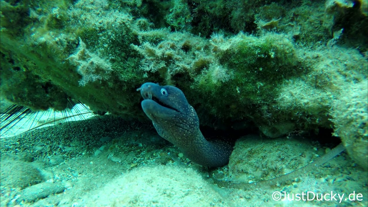 Moray Eel - 2 ( part 1)