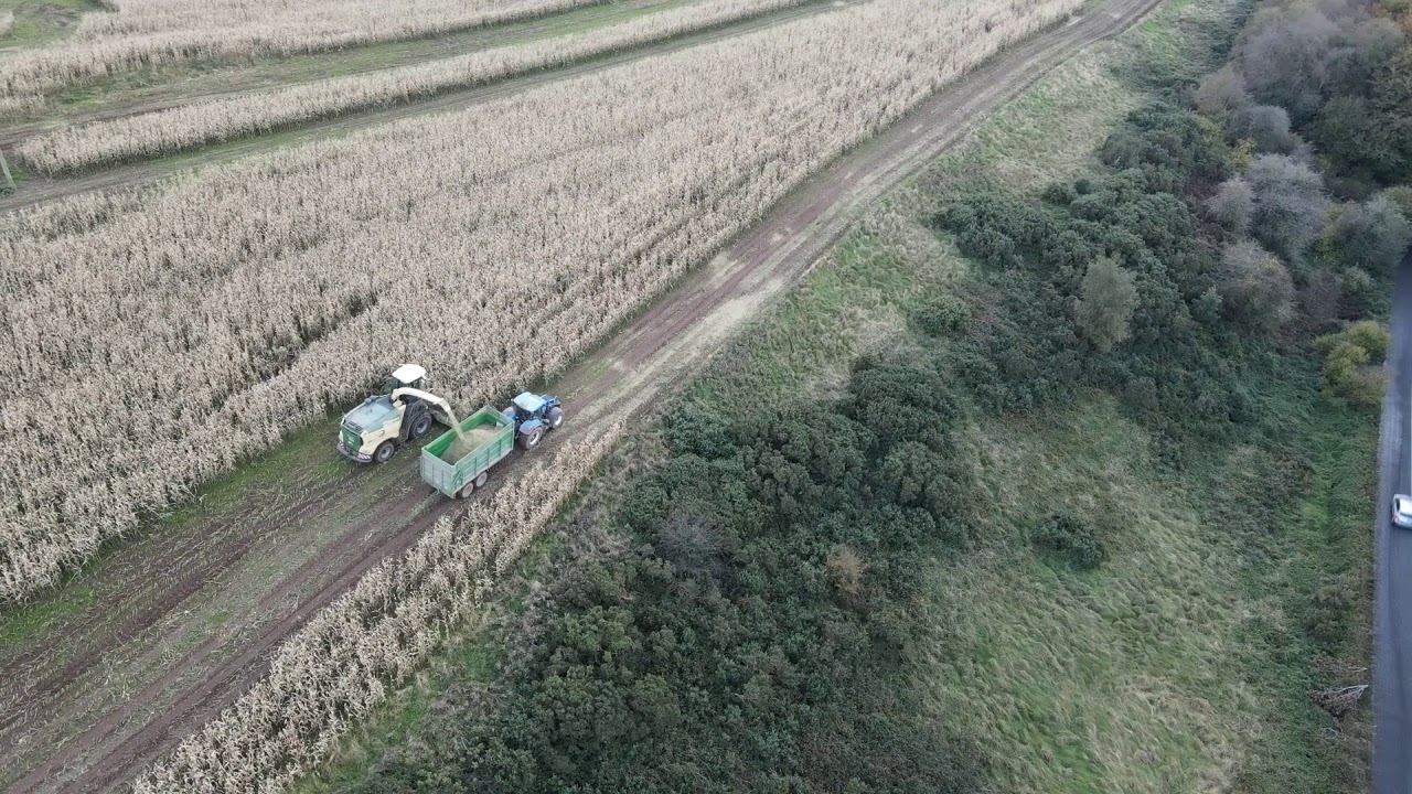 Maize Silage October 2020 Cork Ireland