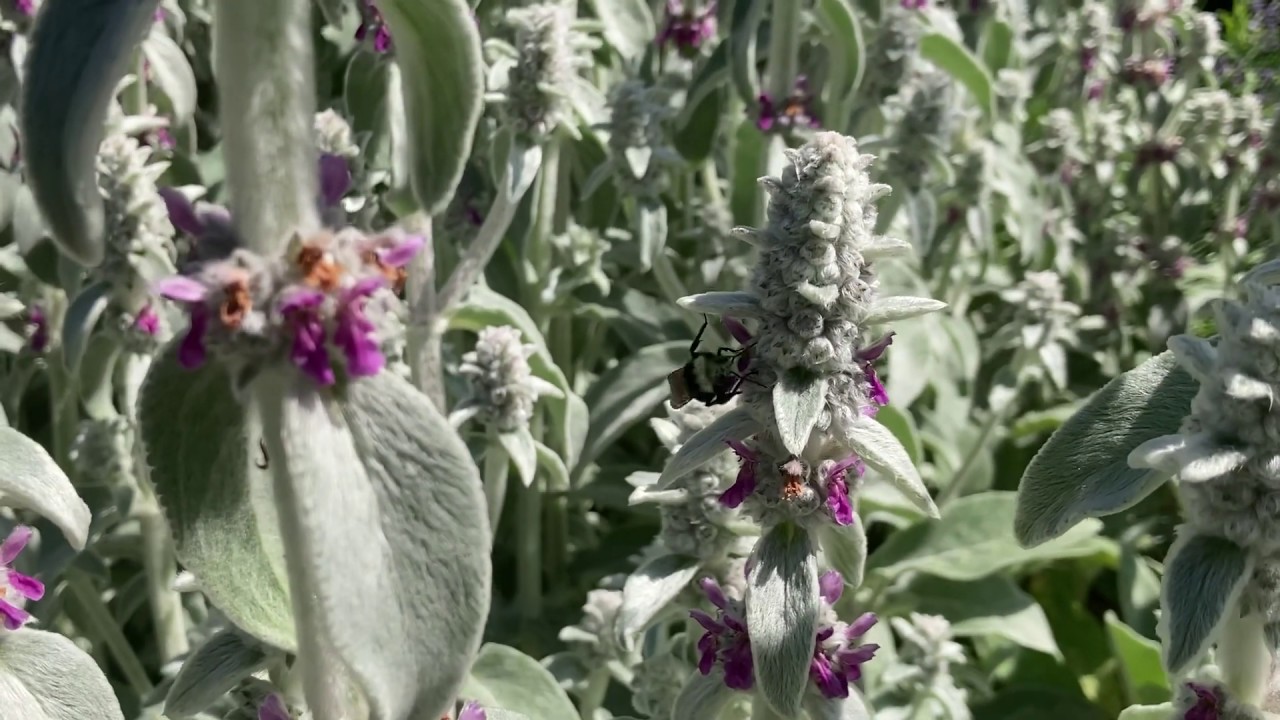 Lamb's Ear: Perfect herb for a sunny, dry spot