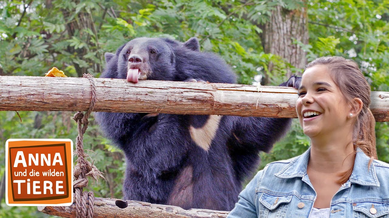 Honig für den Kragenbären | Reportage für Kinder | Anna und die wilden Tiere
