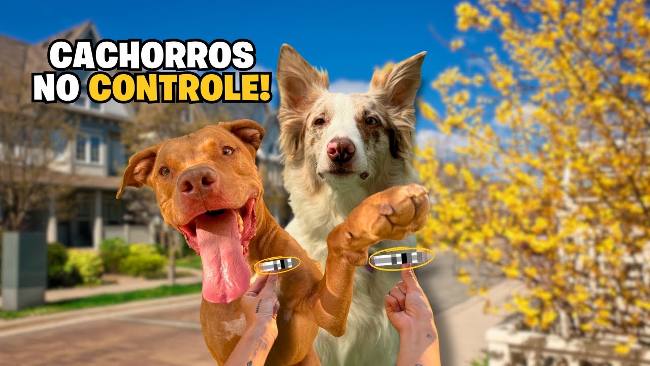 24 Horas Com os Cães | Quais Foram As Escolhas? Veja o Que Eles Decidiram!