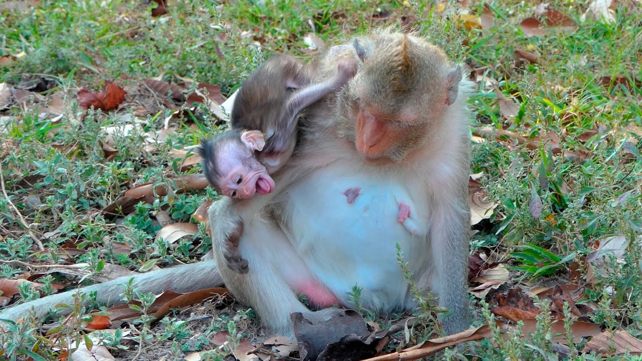 A Resilient Baby Monkey Clings Gently While Mother Refuses Milk With Calm Patience and Care