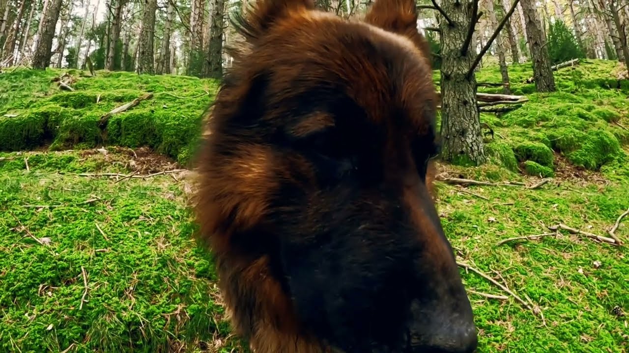 Pastor Alemán Max: Aventuras Caninas por Prados, Bosques y Fuentes