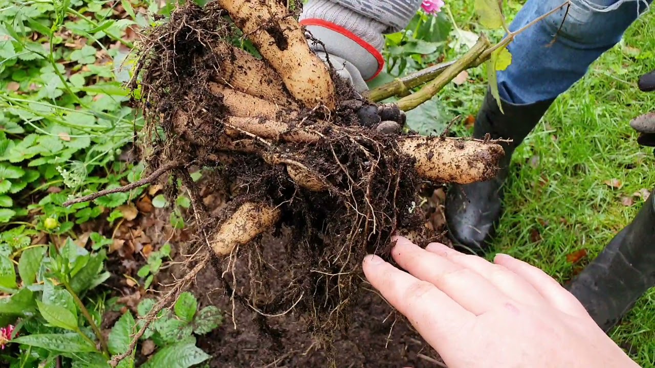 Dahlia - knöl till blomma. Del 5. -vinterförvara