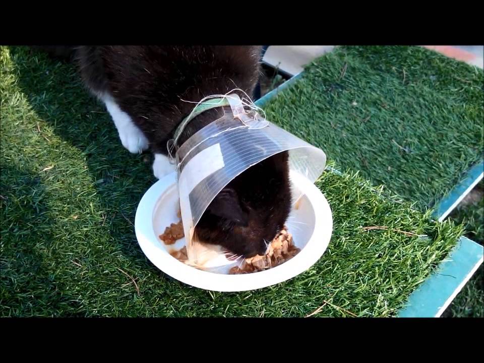 La collerette et ilico - Chat libre Marseille