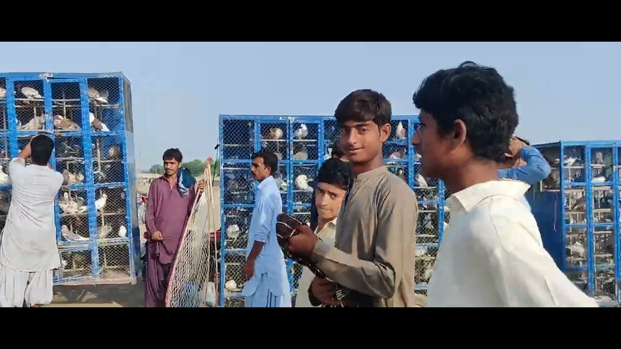 zila Dera ghazi Khan Kabootar bazi men Brand