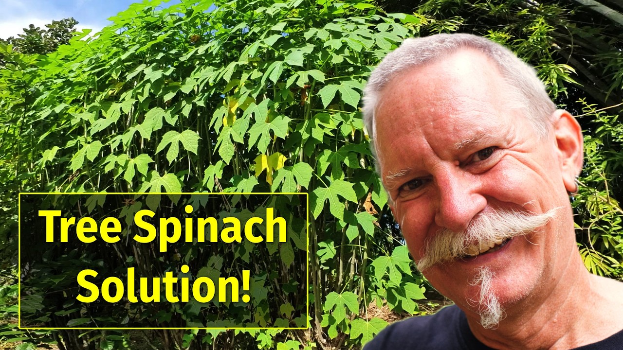 Chaya/Tree Spinach: An Edible Landscaping Solution