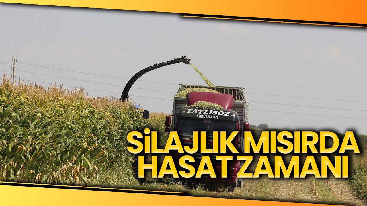 Konya Ovasında Silajlık Mısır Hasadı Başladı