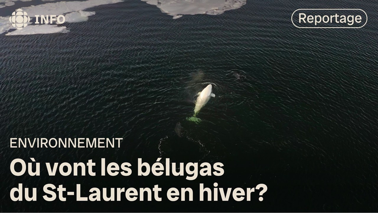Où vont les bélugas du St-Laurent en hiver? | La semaine verte
