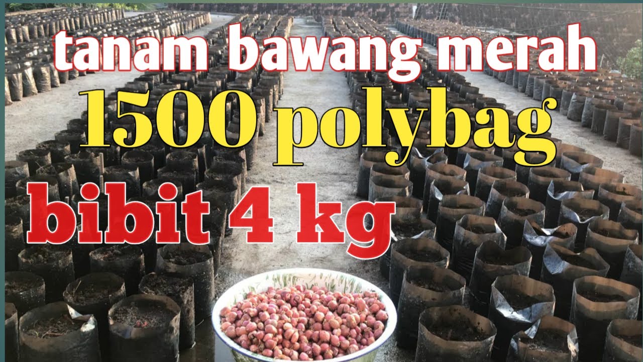 tanam bawang merah 4 kg untuk 1500 polybag.