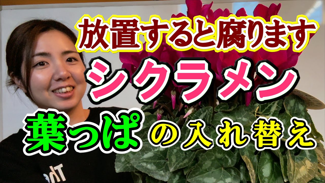 【シクラメンの管理】株元に日光を当てる方法を教えます