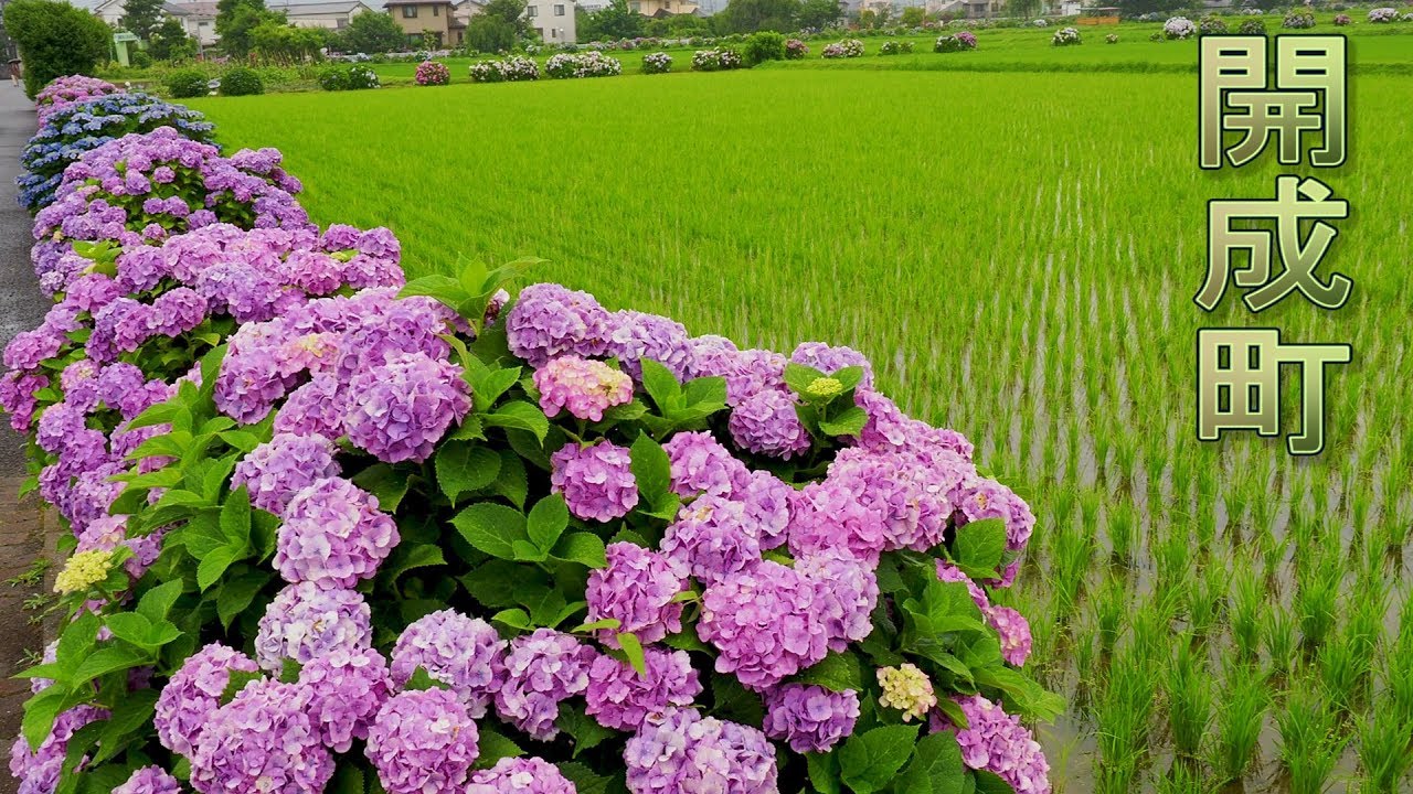 Blooming Hydrangea in the rice fields.#開成町 #4K #開成あじさいの里