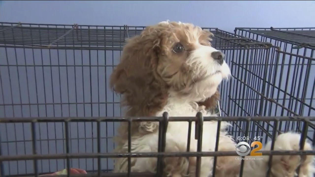 More Than 80 Puppies Rescued From Fire At Pet Store