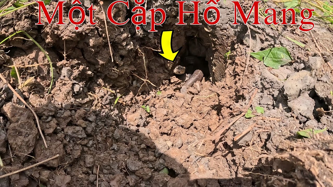 Phần1: Hành Trình Bạc Liêu - Cà Mau Vùng Đất Có Nhiều Rắn Hổ Mang || Giang Ca SB # 35 