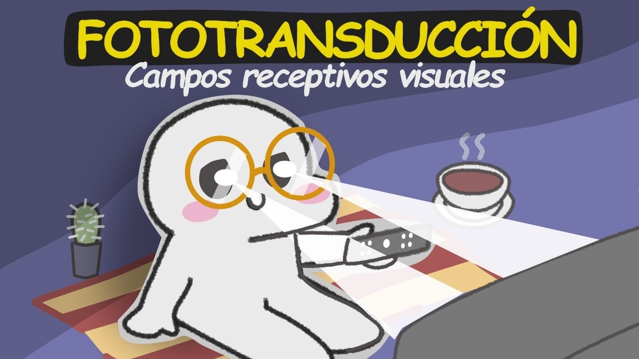 ✅As&iacute; conviertes luz en imagen: Fototransducci&oacute;n y Campos receptivos