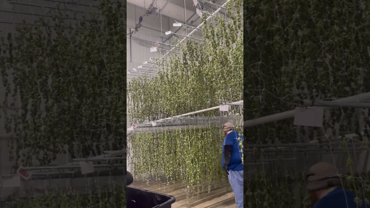 Drying the GMO...
