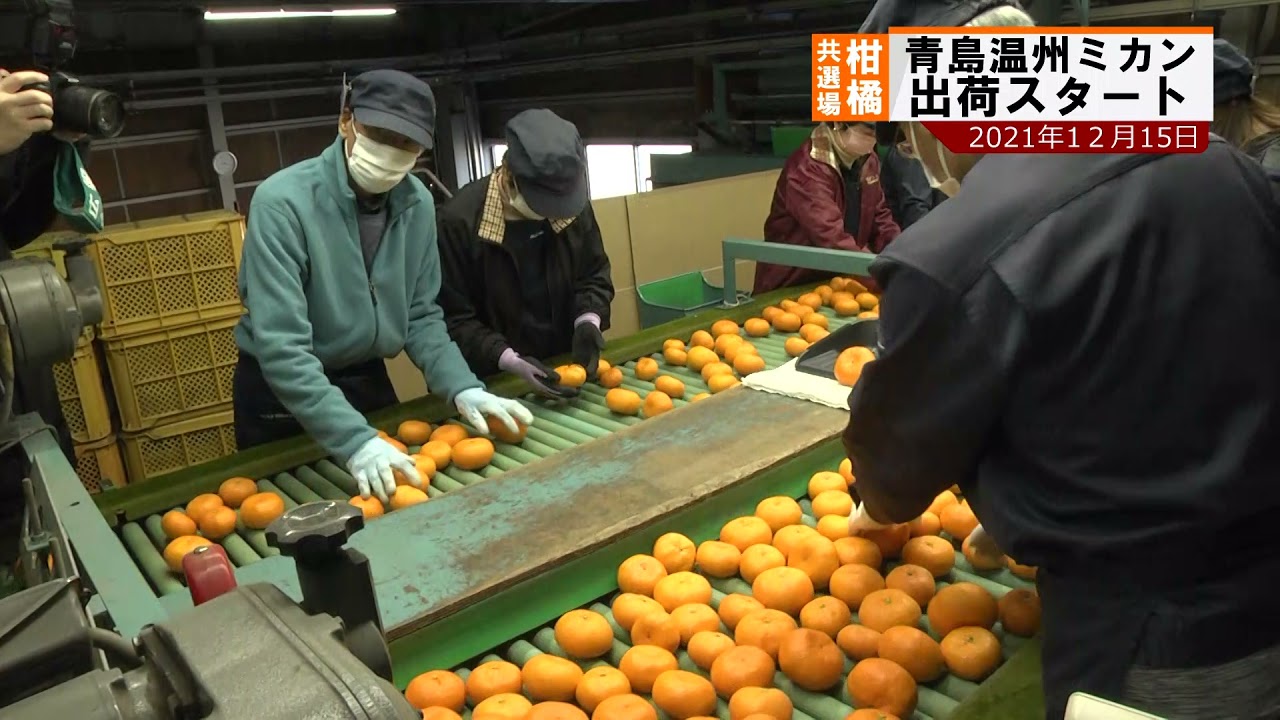 青島温州ミカンスタート 濃厚な甘味とマイルドな酸味