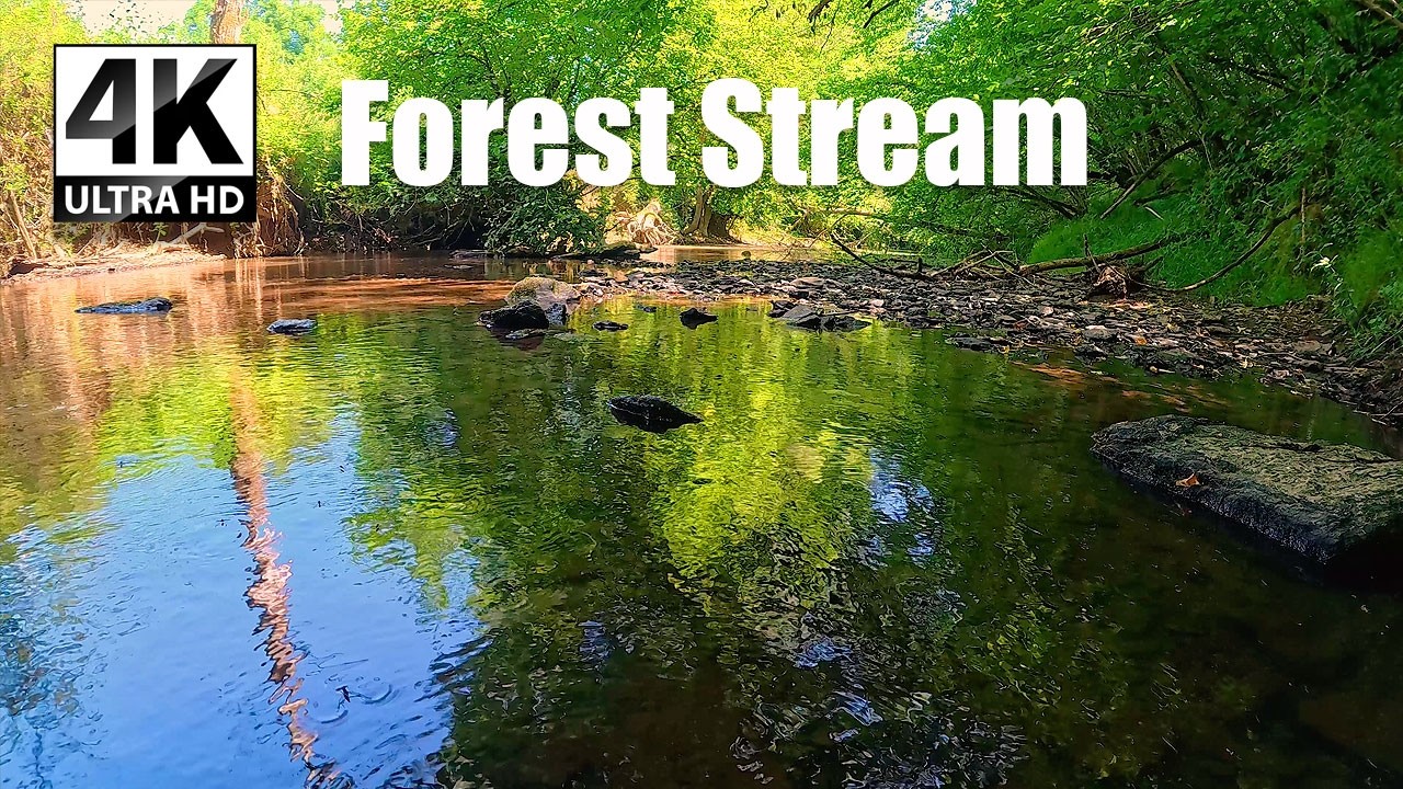 Relaxing Forest Stream | Natural Water Sounds