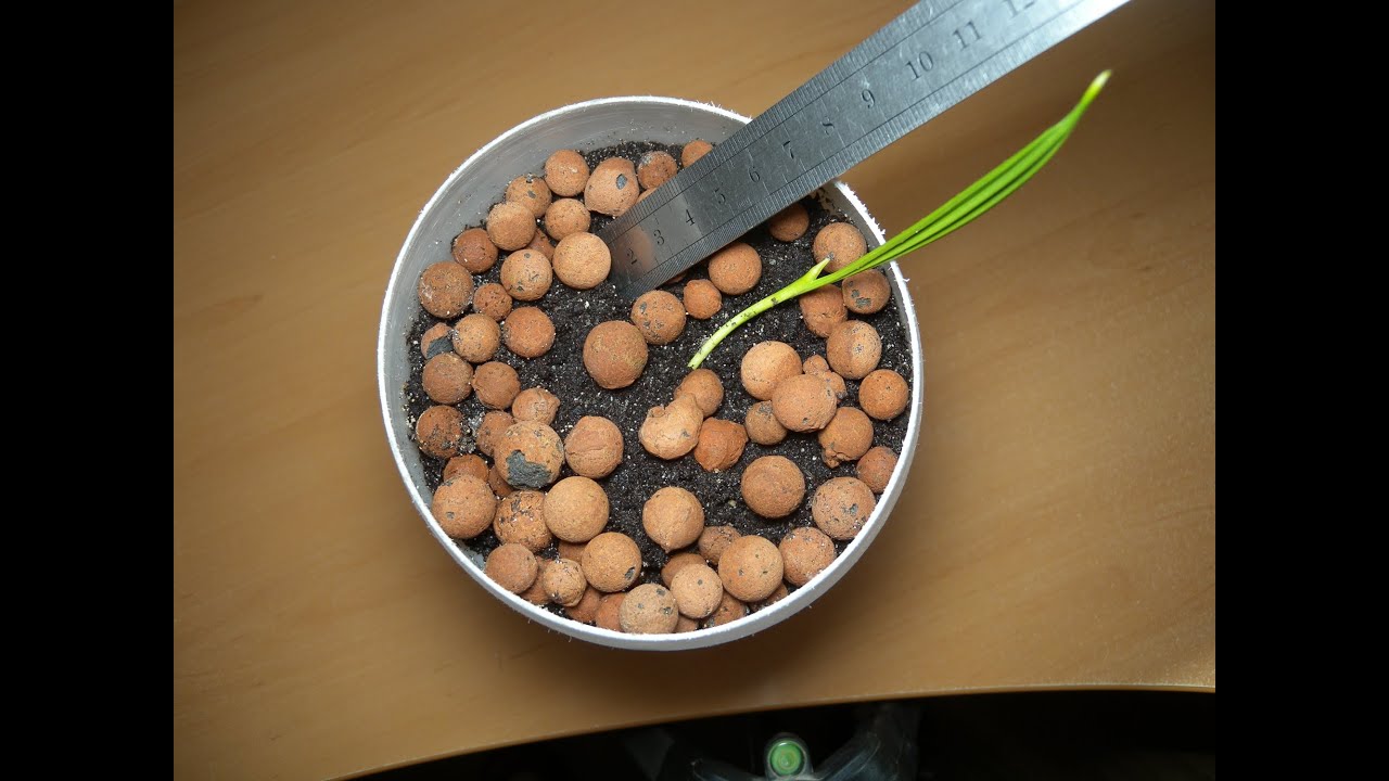 Comment faire germer des noyaux de dattes : 4ème partie