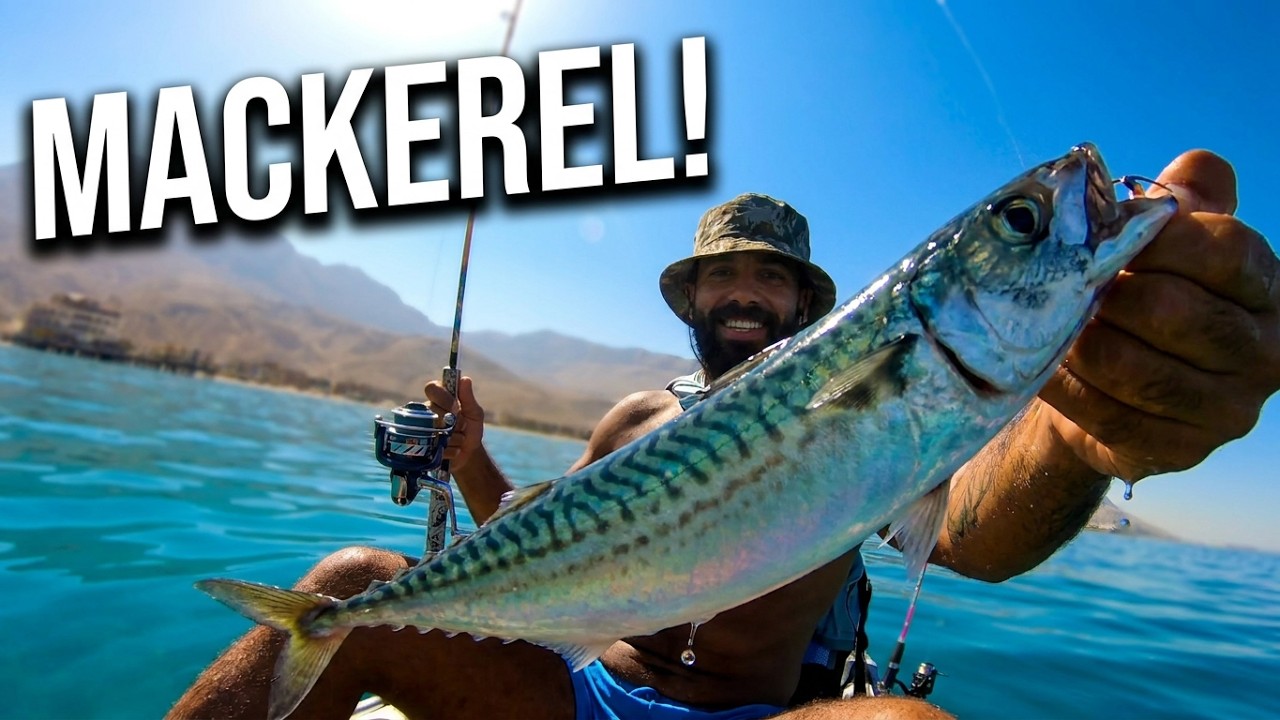 light jigging  mackerel